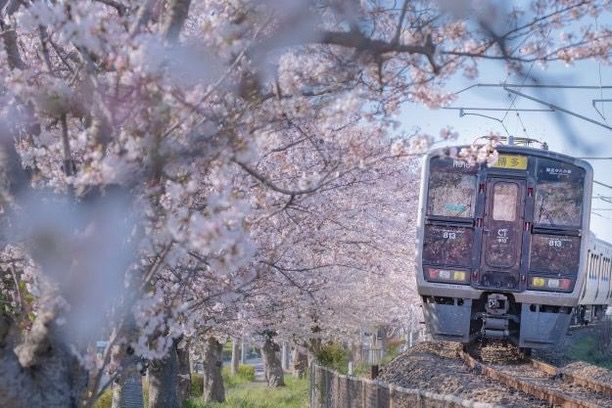 電車が桜満開の線路を駆け抜ける様子